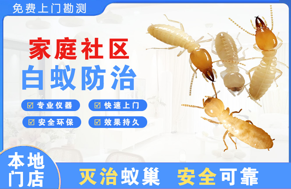 徐州家庭社区白蚁防治
