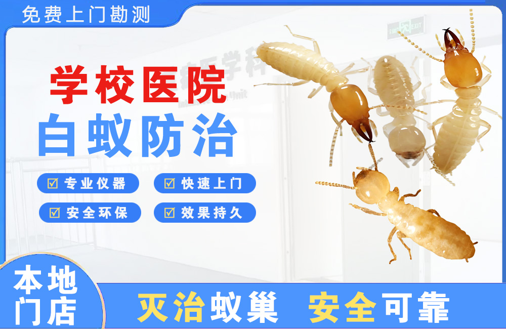 徐州学校医院白蚁防治