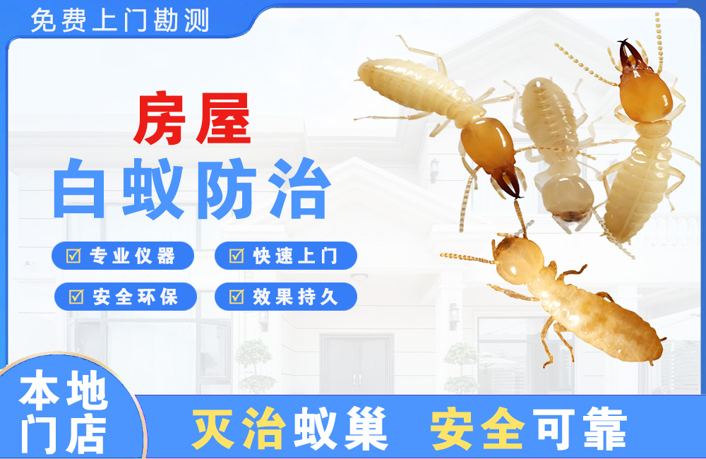 徐州房屋白蚁防治