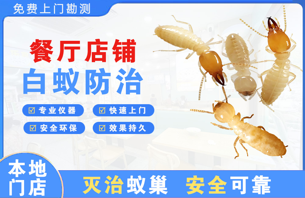 徐州餐厅店铺白蚁防治